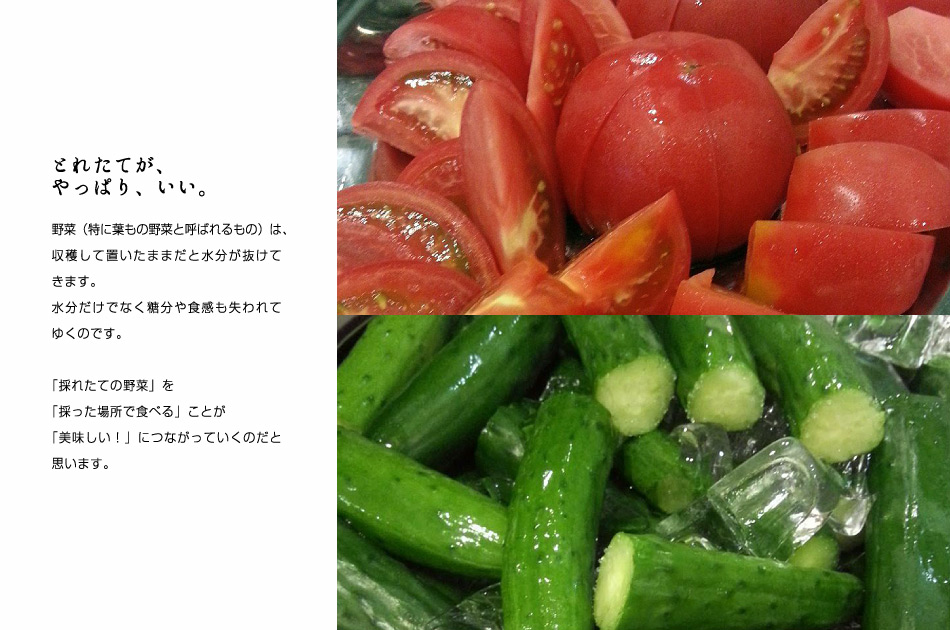 【とれたてが、やっぱり、いい。】野菜（特に葉もの野菜と呼ばれるもの）は、収穫して置いたままだと水分が抜けてきます。水分だけでなく糖分や食感も失われてゆくのです。「採れたての野菜」を「採った場所で食べる」ことが「美味しい！」につながっていくのだと思います。